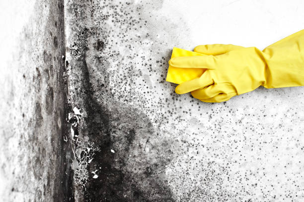 Best Fast Mold Removal  in Robert Lee, TX