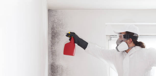 Mold Removal and Inspection in Robert Lee, TX