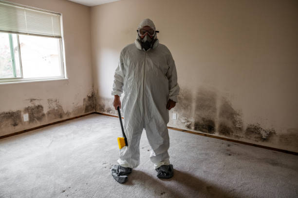 Reliable Robert Lee, TX Mold Removal Solutions