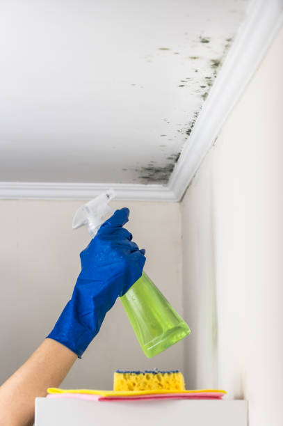 Best Black Mold Removal  in Robert Lee, TX
