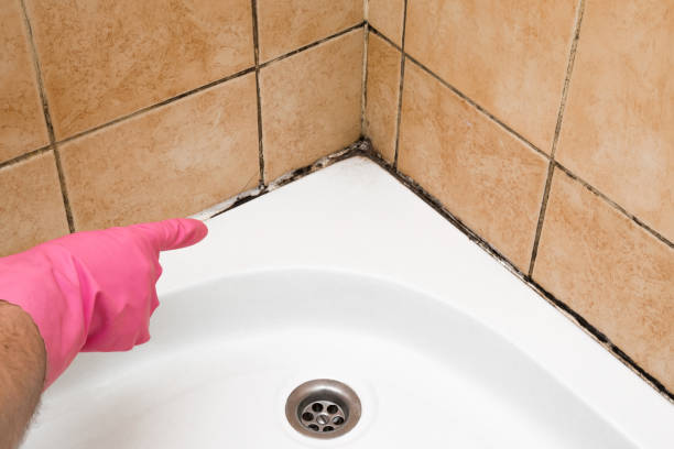 Office Mold Removal Services in Robert Lee, TX